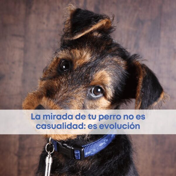 La mirada de tu perro no es casualidad: es evolución