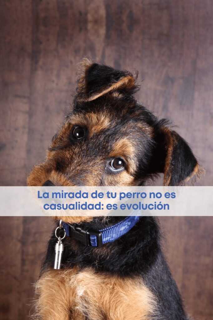 best.friends.mx_best.friends_mejores.amigos.juntos_evolución_biologia.social_universidad.de.portsmouth_musculo.l.a.o.m.en.perros_1