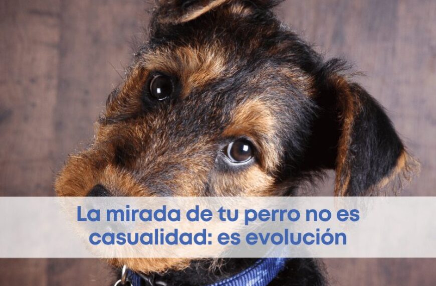 best.friends.mx_best.friends_mejores.amigos.juntos_evolución_biologia.social_universidad.de.portsmouth_musculo.l.a.o.m.en.perros_1