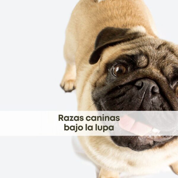 ¿La cría de razas de perros compromete su bienestar? Lo que dice la ciencia y el debate actual