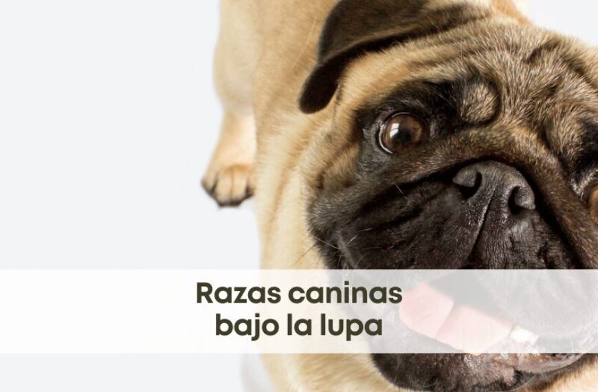 best.friends.mx_best.friends_mejores.amigos.juntos_crianza.de.perros.por.estetica_raza.de.perro.prohibida_paco.colmenares_Innate.Health.Assessment 1