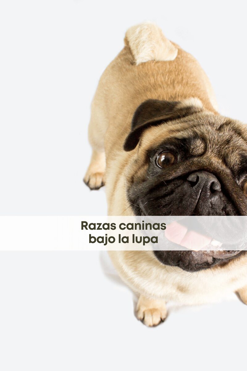 ¿La cría de razas de perros compromete su bienestar? Lo que dice la ciencia y el debate actual
