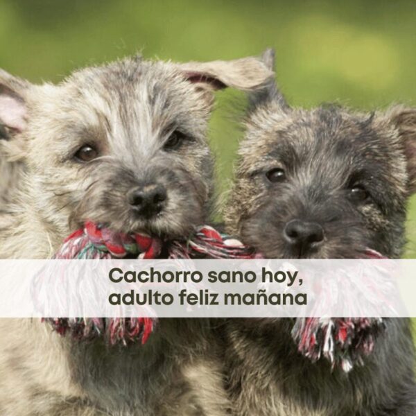 Cachorro sano hoy, adulto feliz mañana