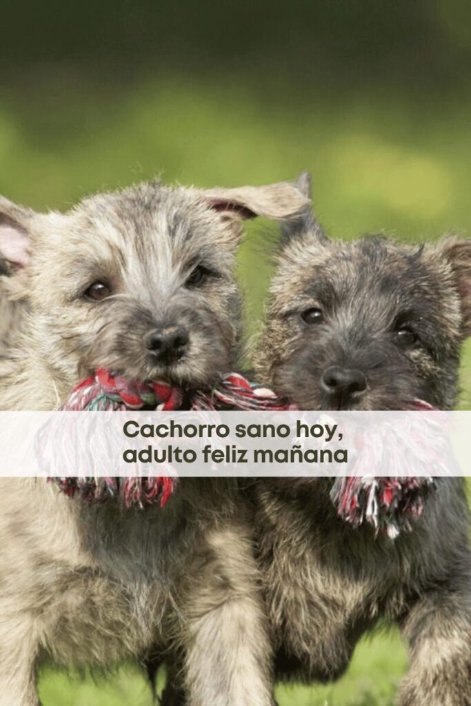 best.friends.mx_best.friends_mejores.amigos.juntos_humane.world.for.animals_claudia.edwards_dia.mundial.del.cachorro
