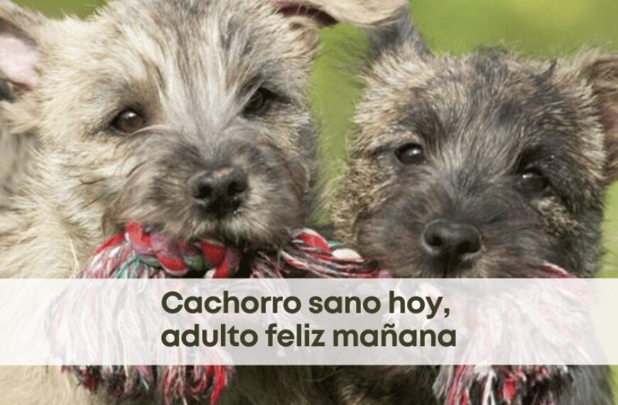 best.friends.mx_best.friends_mejores.amigos.juntos_humane.world.for.animals_claudia.edwards_dia.mundial.del.cachorro