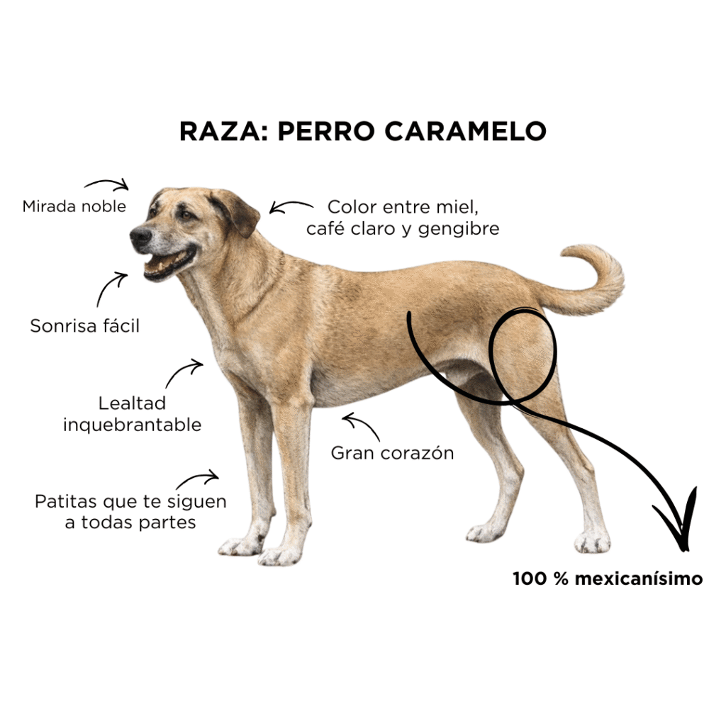 best.friends.mx_best.friends_mejores.amigos.juntos_caramelo_estado.de.mexico_perro.mexicano_raza.mexicana_el.caramelo.es.raza.mexicana 1