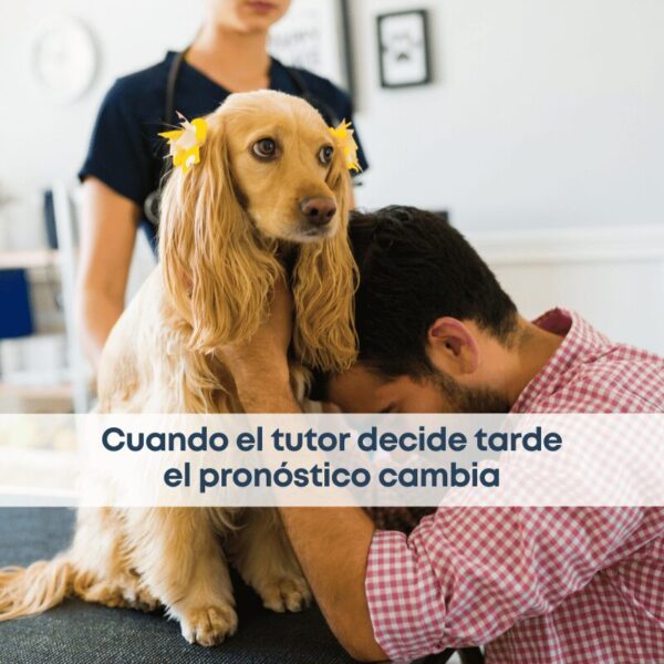 best.vets.mx_best.vets_creciendo.juntos_decisión.tardía.de.acudir.al.veterinario