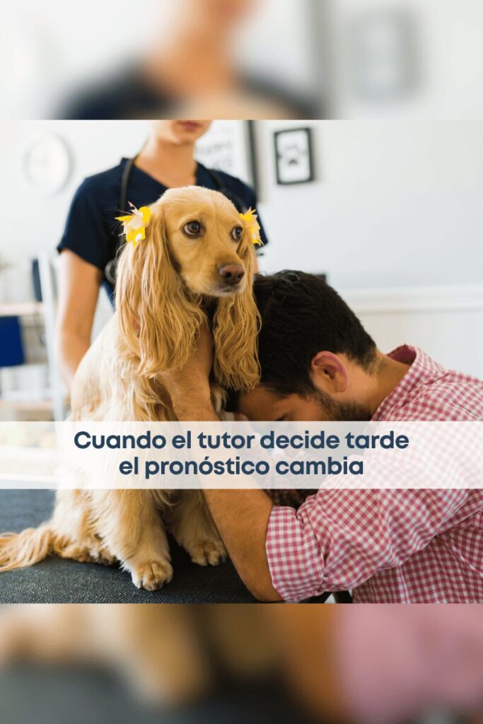 best.vets.mx_best.vets_creciendo.juntos_decisión.tardía.de.acudir.al.veterinario