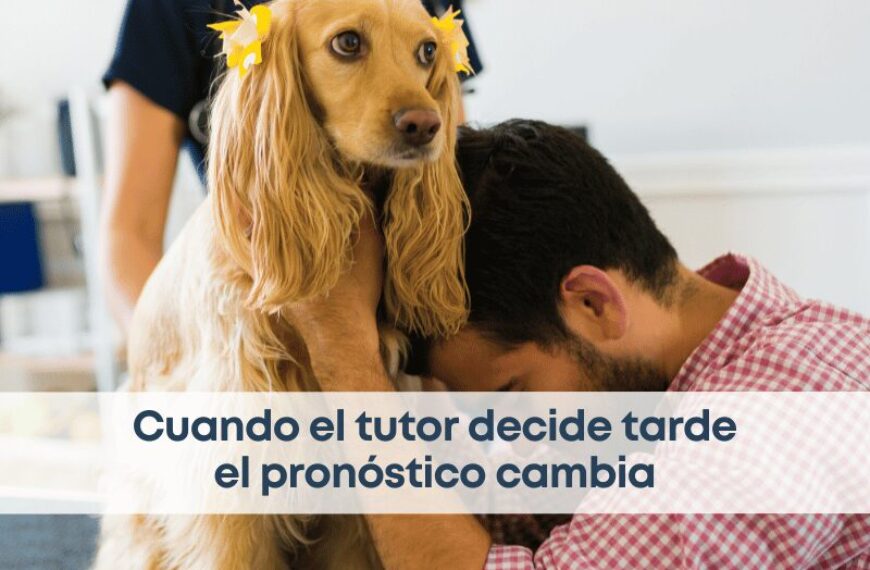 best.vets.mx_best.vets_creciendo.juntos_decisión.tardía.de.acudir.al.veterinario
