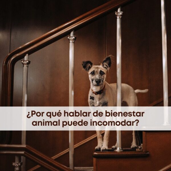 ¿Por qué hablar de bienestar animal puede incomodar?