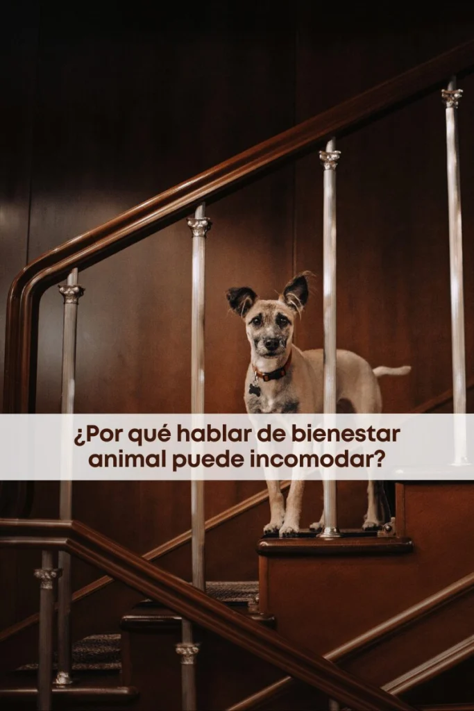 best.friends.mx_best.friends_mejores.amigos.juntos_bienestar.animal_diferentes.publicos_la.verdad.incomoda_