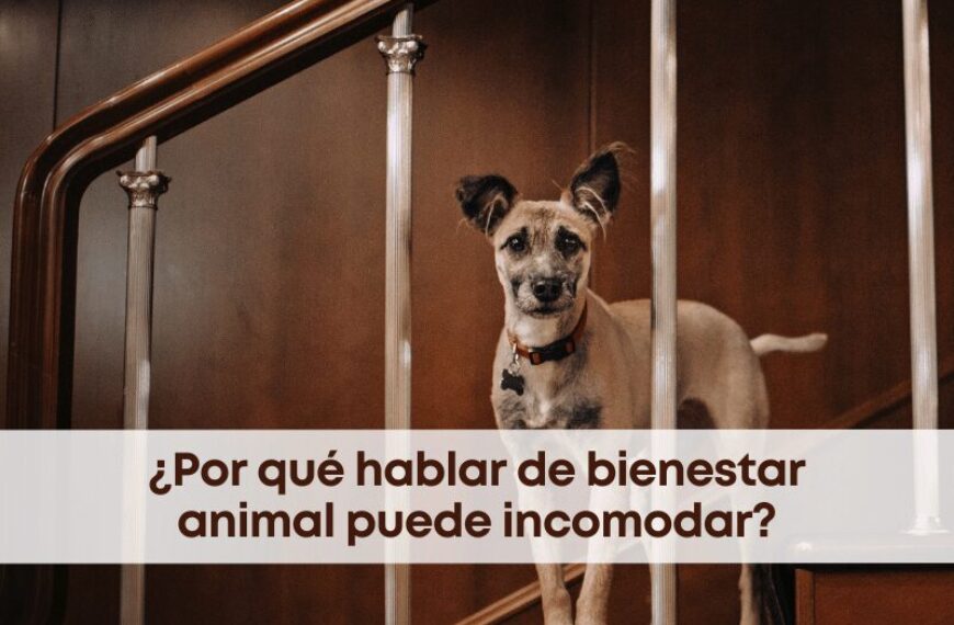best.friends.mx_best.friends_mejores.amigos.juntos_bienestar.animal_diferentes.publicos_la.verdad.incomoda_