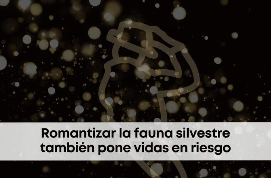 best.friends.mx_best.friends_mejores.amigos.juntos_michael_jackson_bubbles_chimpancé_animales.exoticos_peliculas_bienestar.animal1