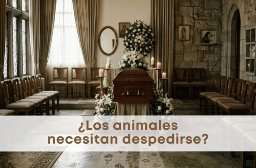 best.friends.mx_best.friends_mejores.amigos.juntos_proyecto.haru_cadiz_despedia_duelo.en.animales_cats.friends_cats.friends.mx_gatificando.el.mundo 1