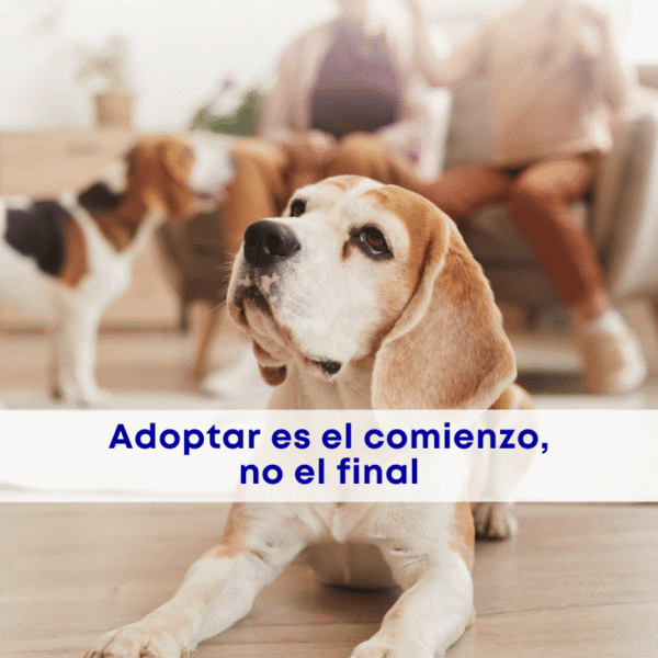 Adopción responsable: adoptar cambió y nosotros también