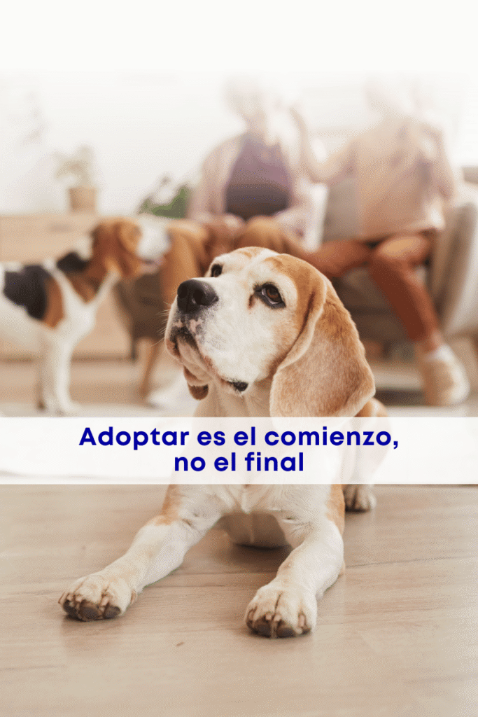 best.friends.mx_best.friends_mejores.amigos.juntos_paco.colmenares_adopcion.responsable.en.mexico_claudia.edwards_mars_pedigree_royal.canin 1