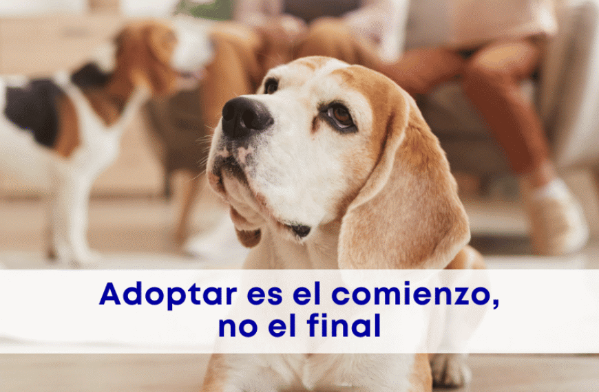 best.friends.mx_best.friends_mejores.amigos.juntos_paco.colmenares_adopcion.responsable.en.mexico_claudia.edwards_mars_pedigree_royal.canin 1