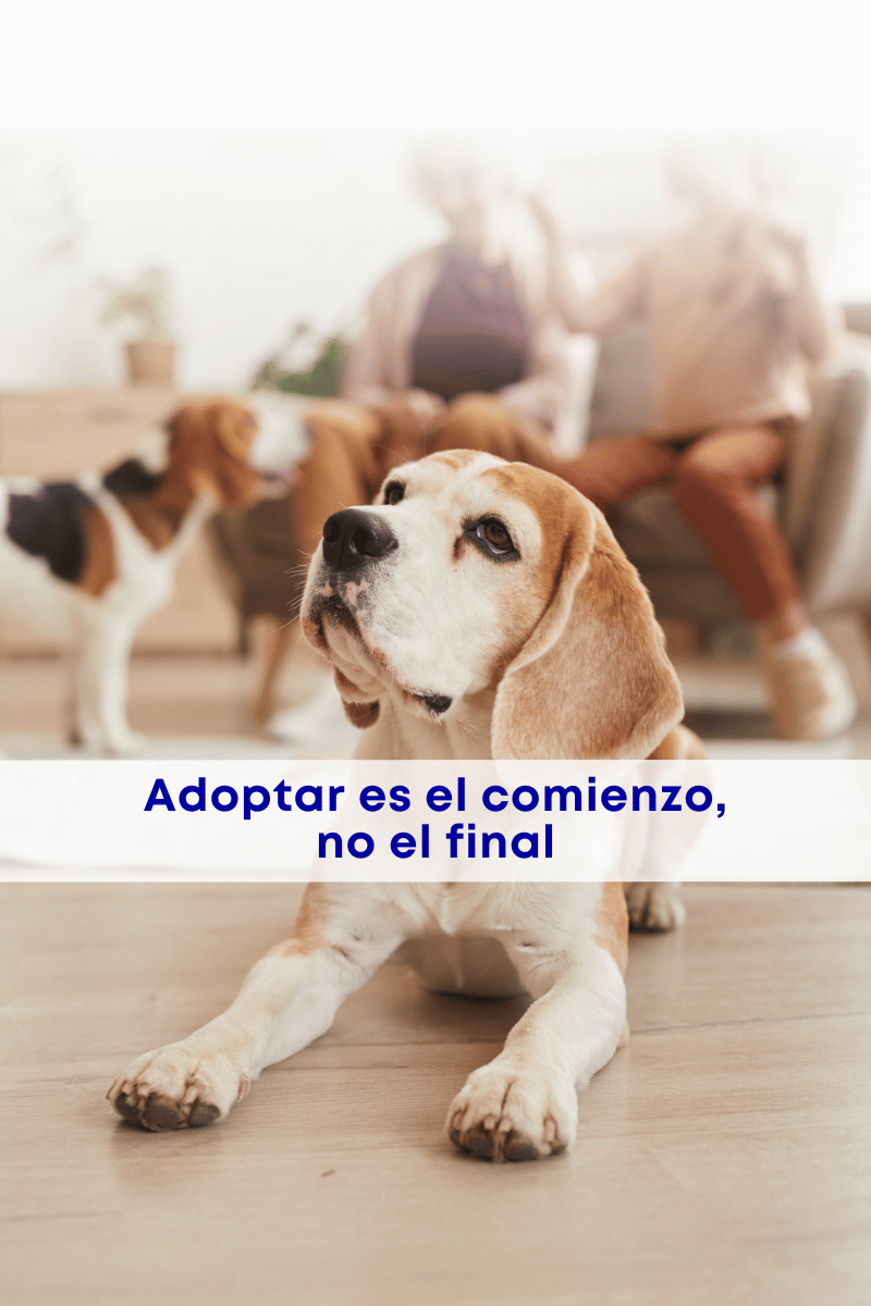 Adopción responsable: adoptar cambió y nosotros también